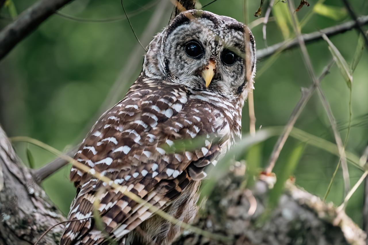 Where to go Birding?