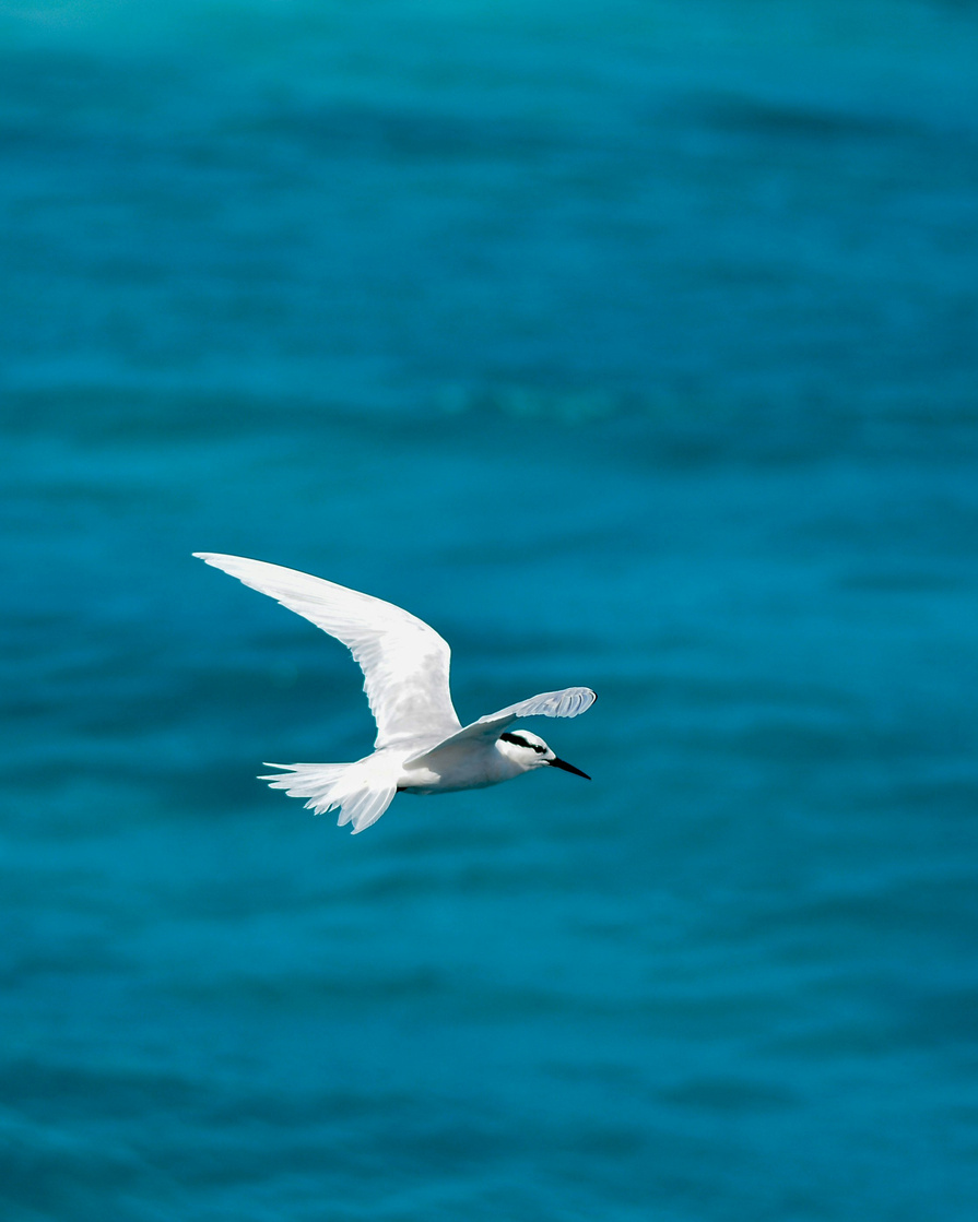 The Marathon Flyers: The Craziest Migratory Birds