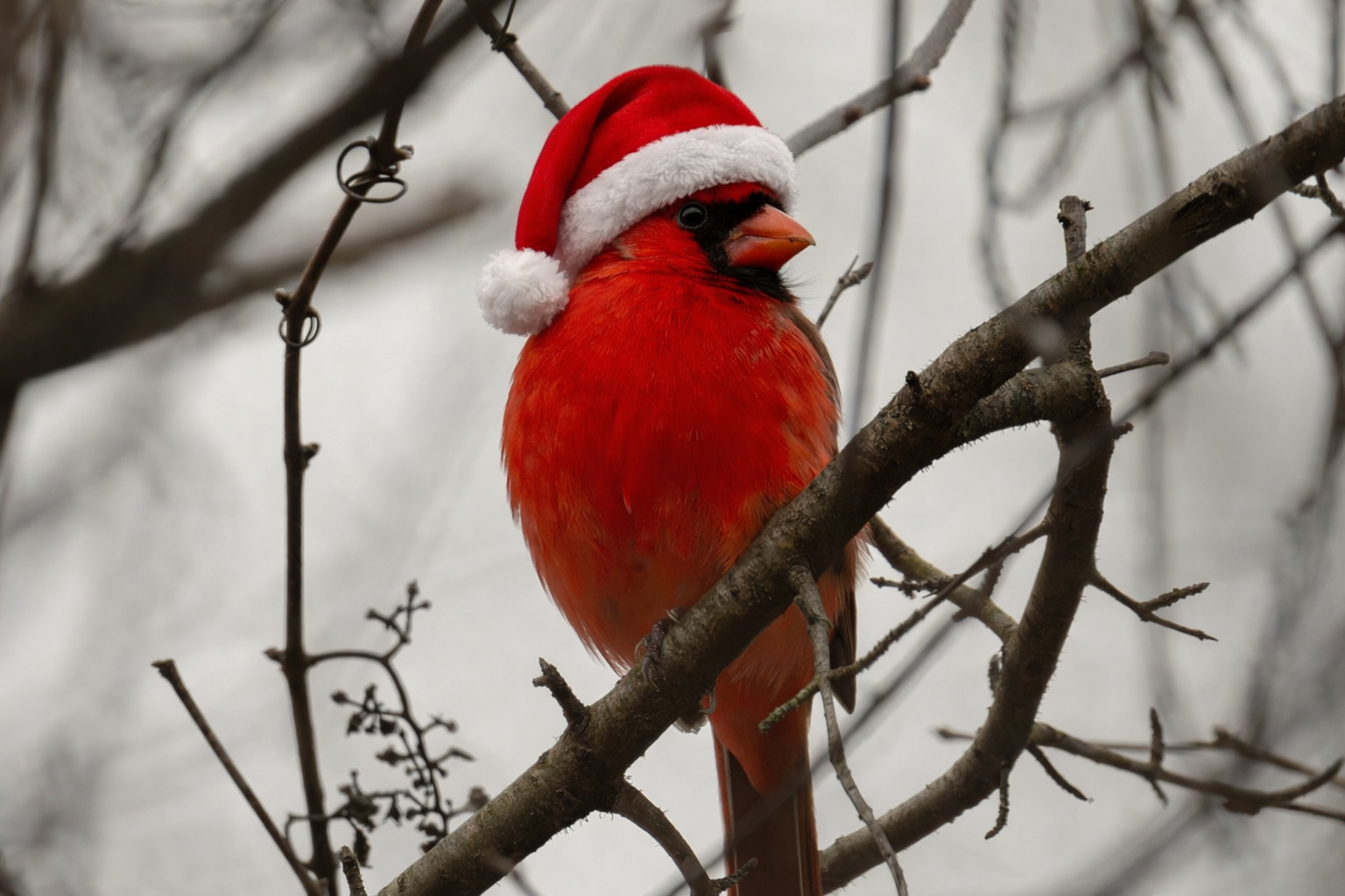 Celebrating Christmas with Birds! - The Symbolic Meaning of Birds in Christmas