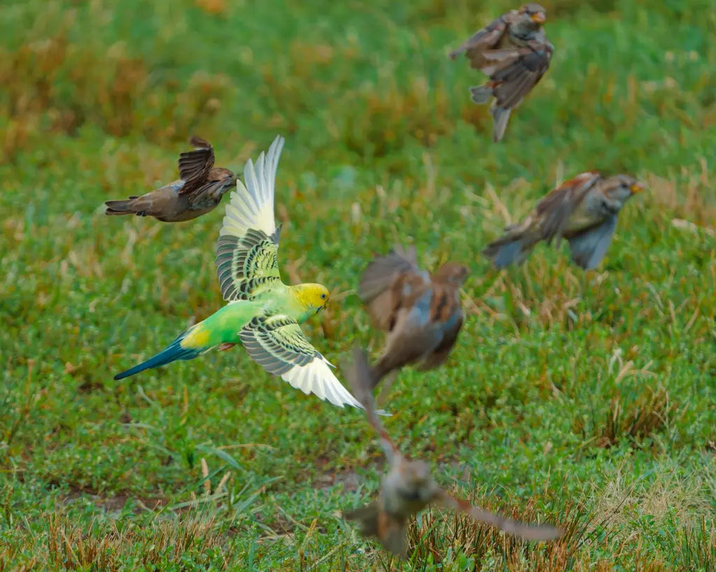 What Really Happens when a lost parakeet join the sparrows?