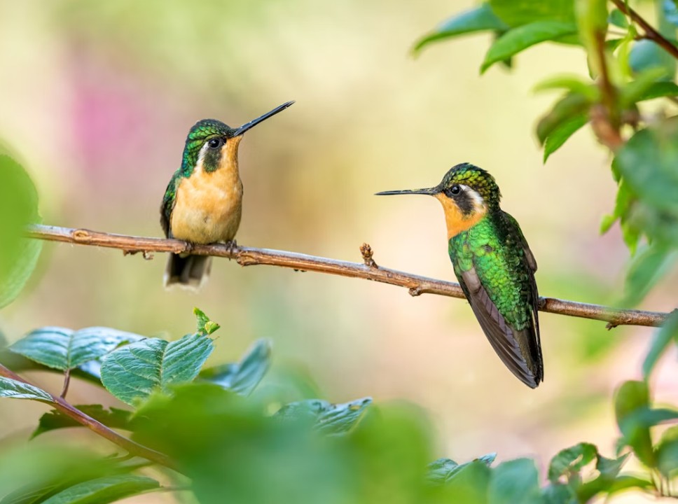 When to put out hummingbird feeders