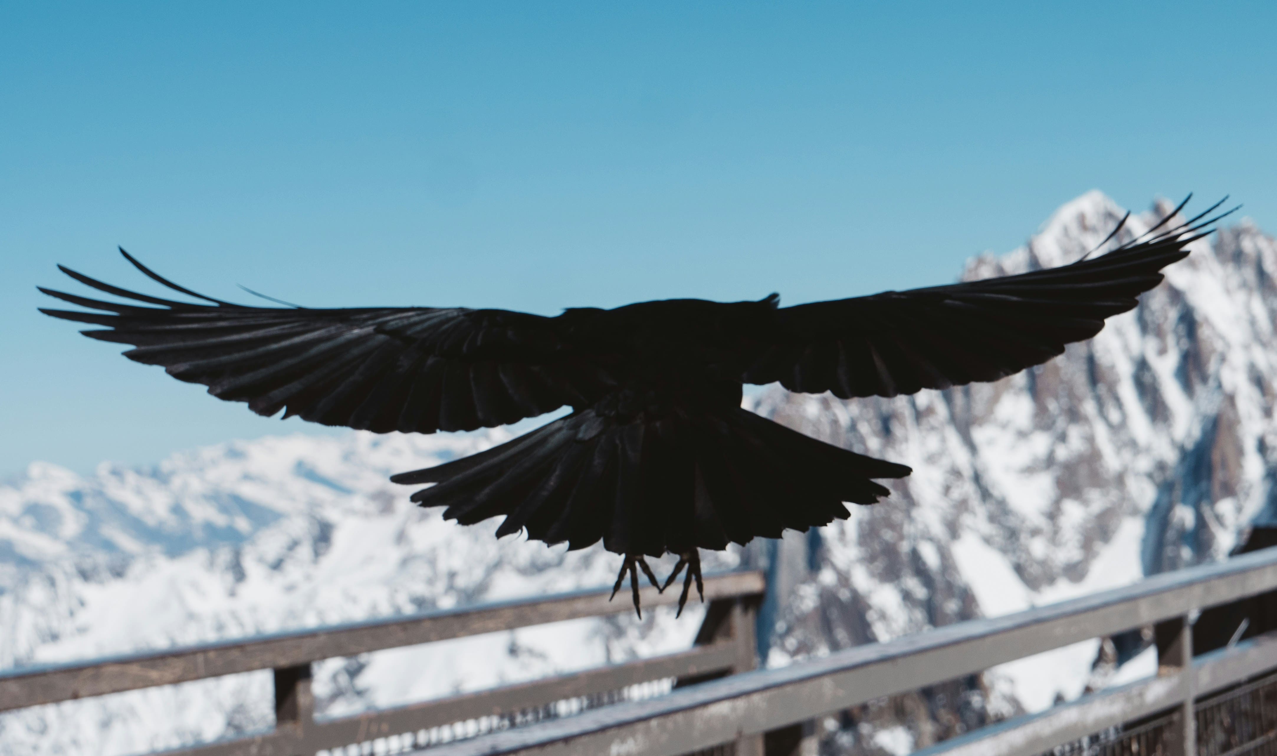 Ravens in Literature, Myth, and Legend