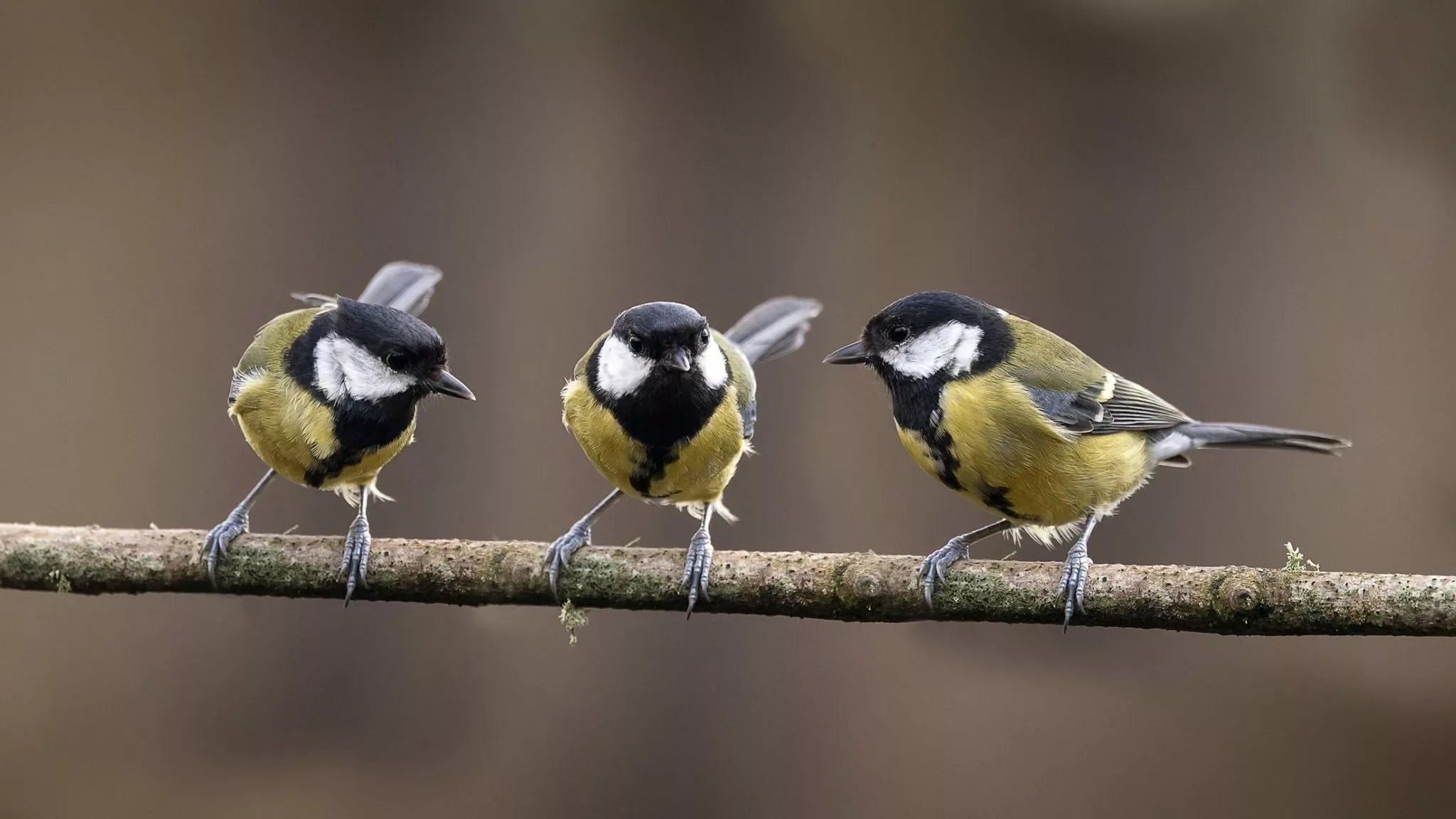 Why Do Birds Perch on High Places?