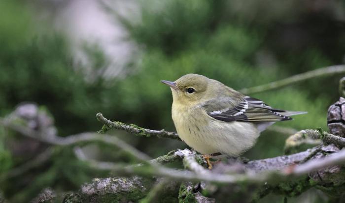 Unexpected Visitors at the Bird Feeder: Understanding Vagrant Birds