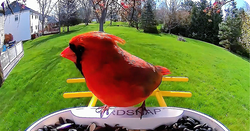 Beyond Seeds: How Smart Feeders Are Solving Ancient Birding Mysteries