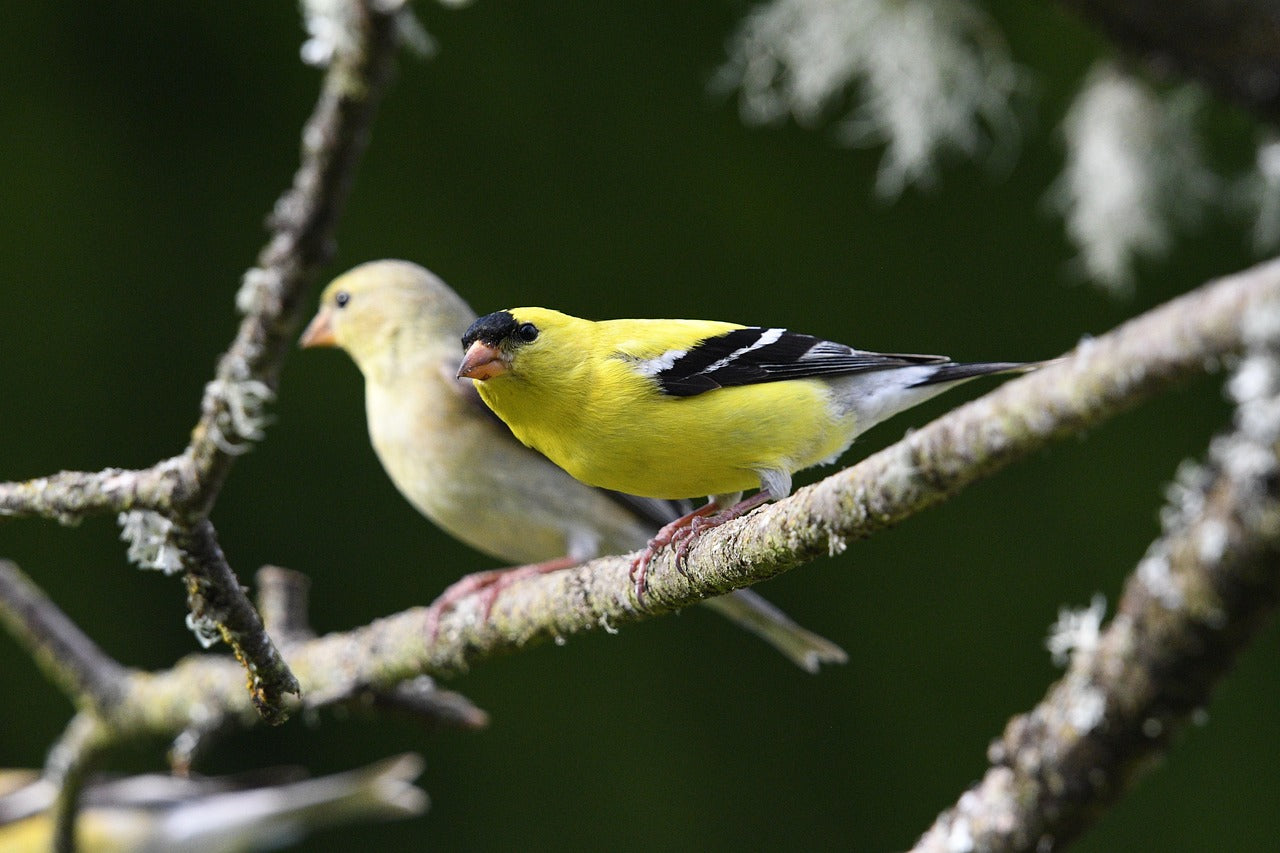 An Old Friend in a Winter Coat: Understanding Winter Plumage