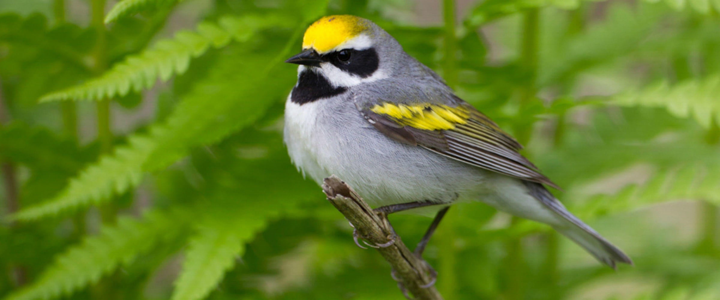 Golden-winged warbler