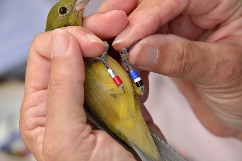 What is Bird Banding? | BirdSnap