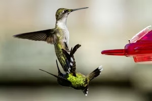 How do you attract hummingbirds