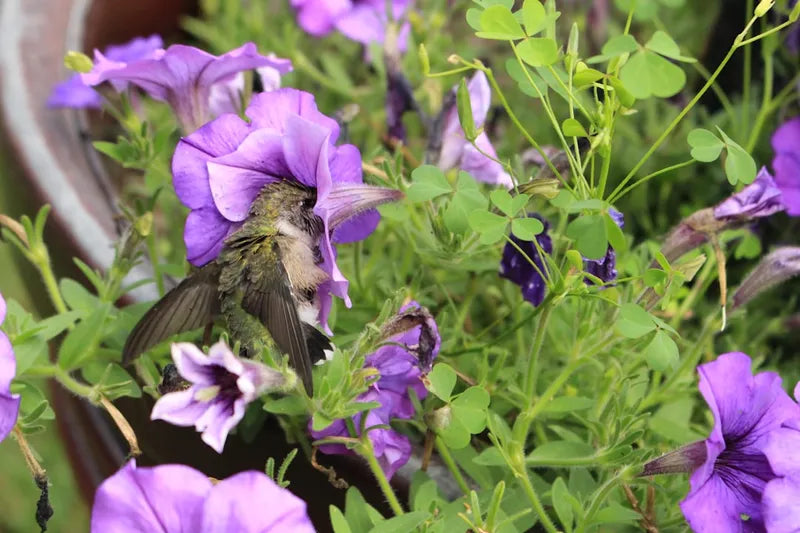 2026 August Bird Feeding Guide: How to Help Backyard Birds During Molting and Nesting Season