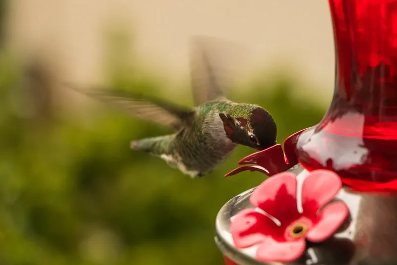 How to Attract Hummingbirds to Your Feeder in 5 Steps: A Complete 2026 Guide