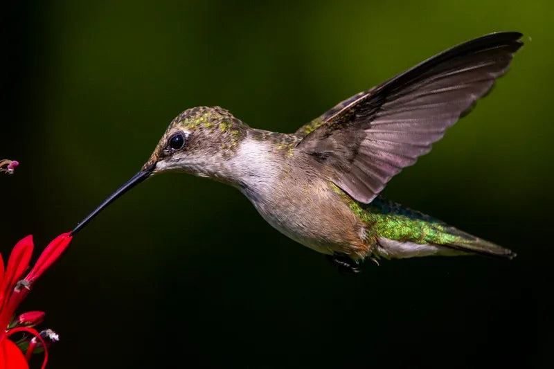 Is a Smart Bird Feeder Worth It | BirdSnap