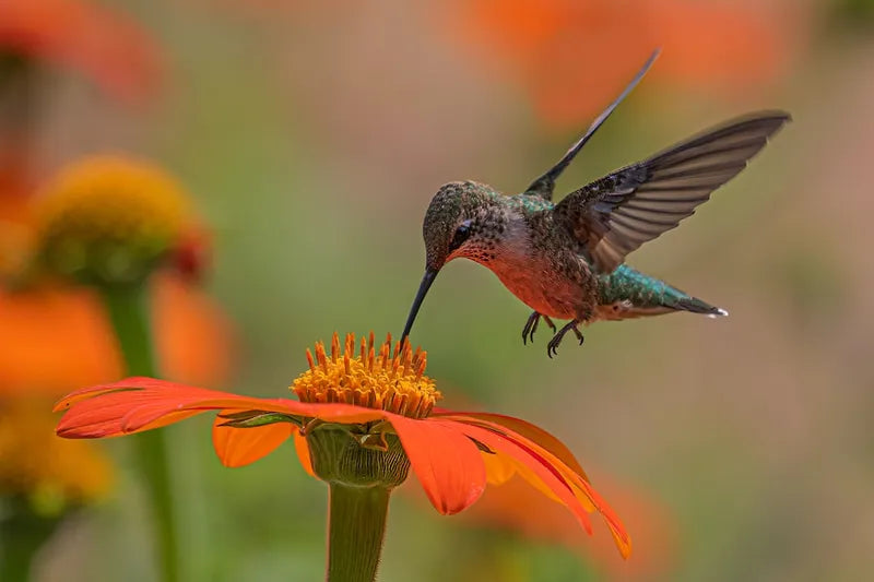 Who Is The Boss of the Bosses of Your Backyard Bird Feeder?