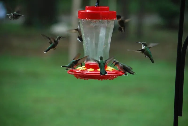 BirdSnap H53, The Best Hummingbird Feeder with Camera 2026 That Never Make a Mess