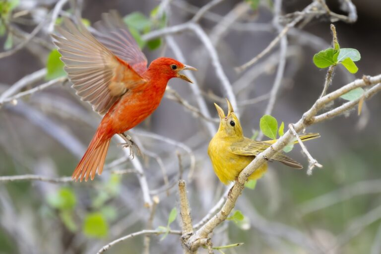 Springtime is the best time for birding