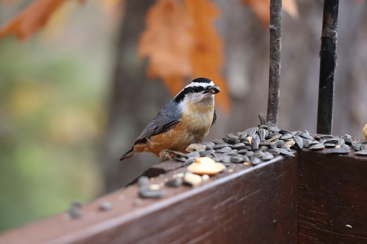 A Fresh Start for Birdfeeders: What to expect in 2026