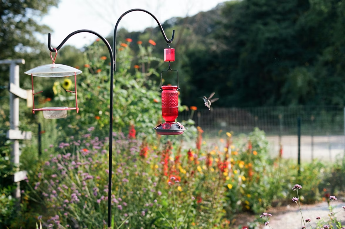 Could Outdoor Hummingbird Feeders Reshaping Nature Without You Knowing It?