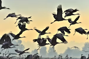 Why do birds migrate