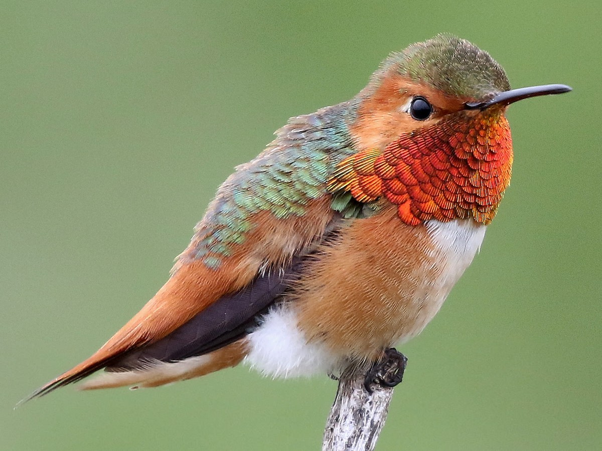 Where do hummingbirds go in the winter