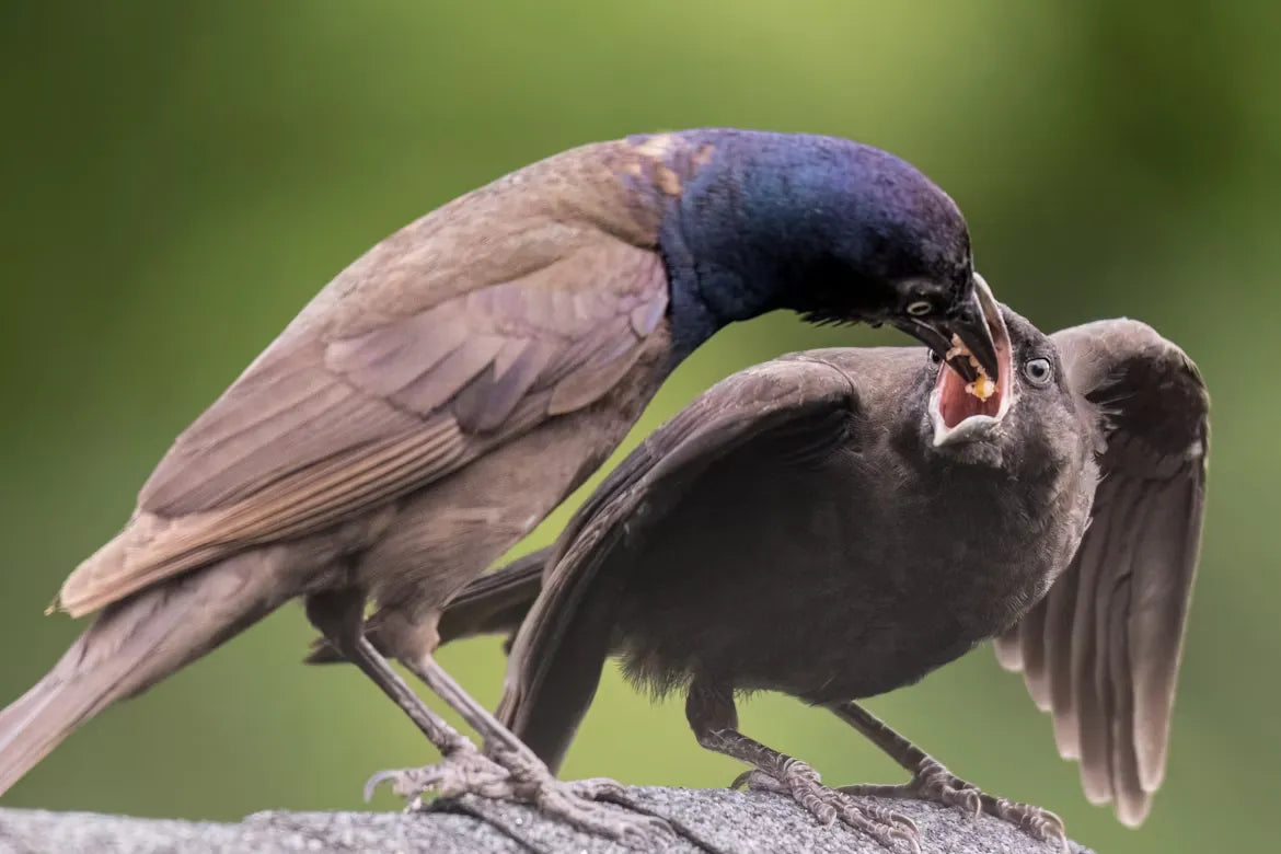 How to Get Rid of Grackles at Your Feeders: Complete Guide For May, 2026