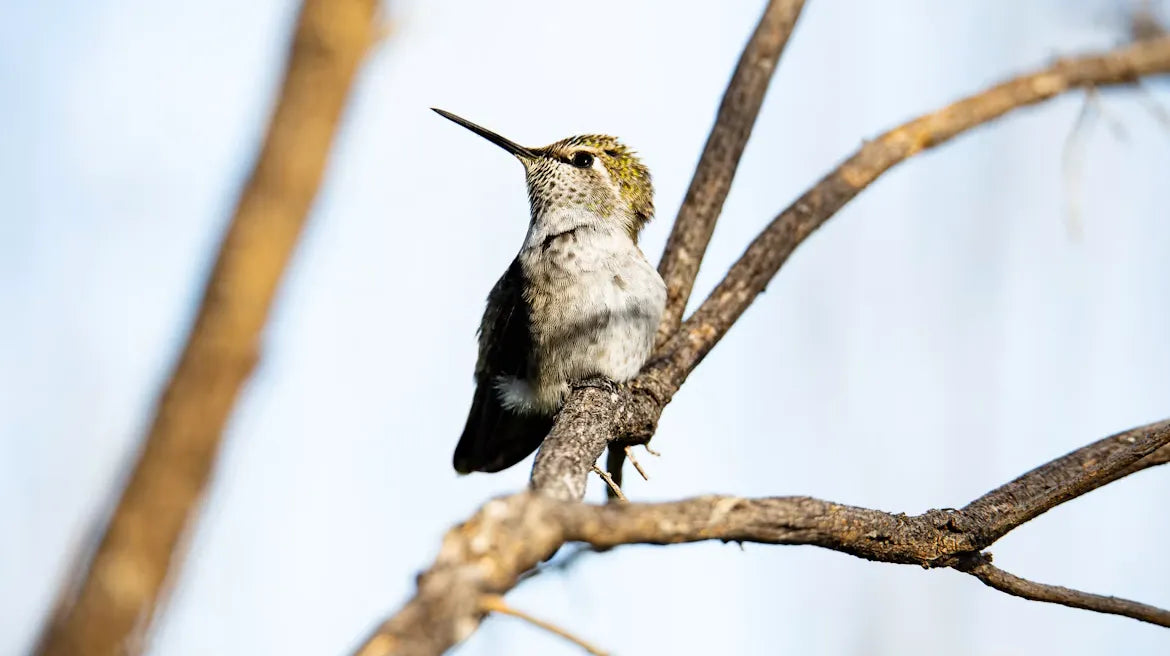 Hummingbirds at Your Feeder: What to Do This Winter 2026