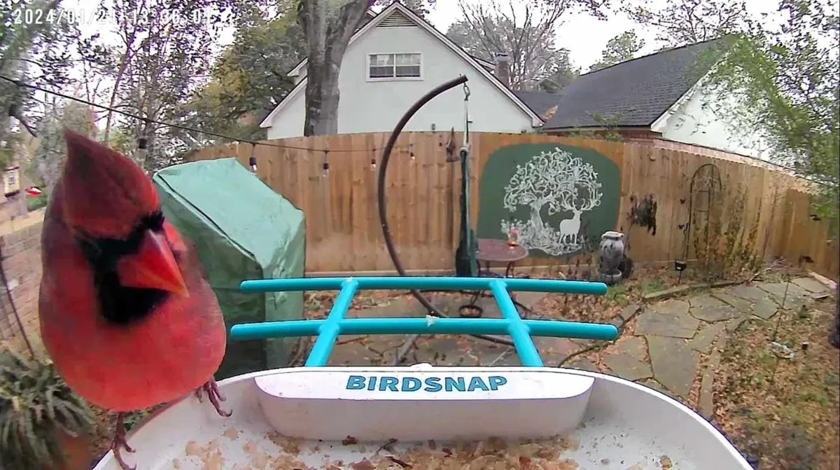 Now Is the Time: Set Up a Bird Feeder for Your Backyard’s Busiest Season