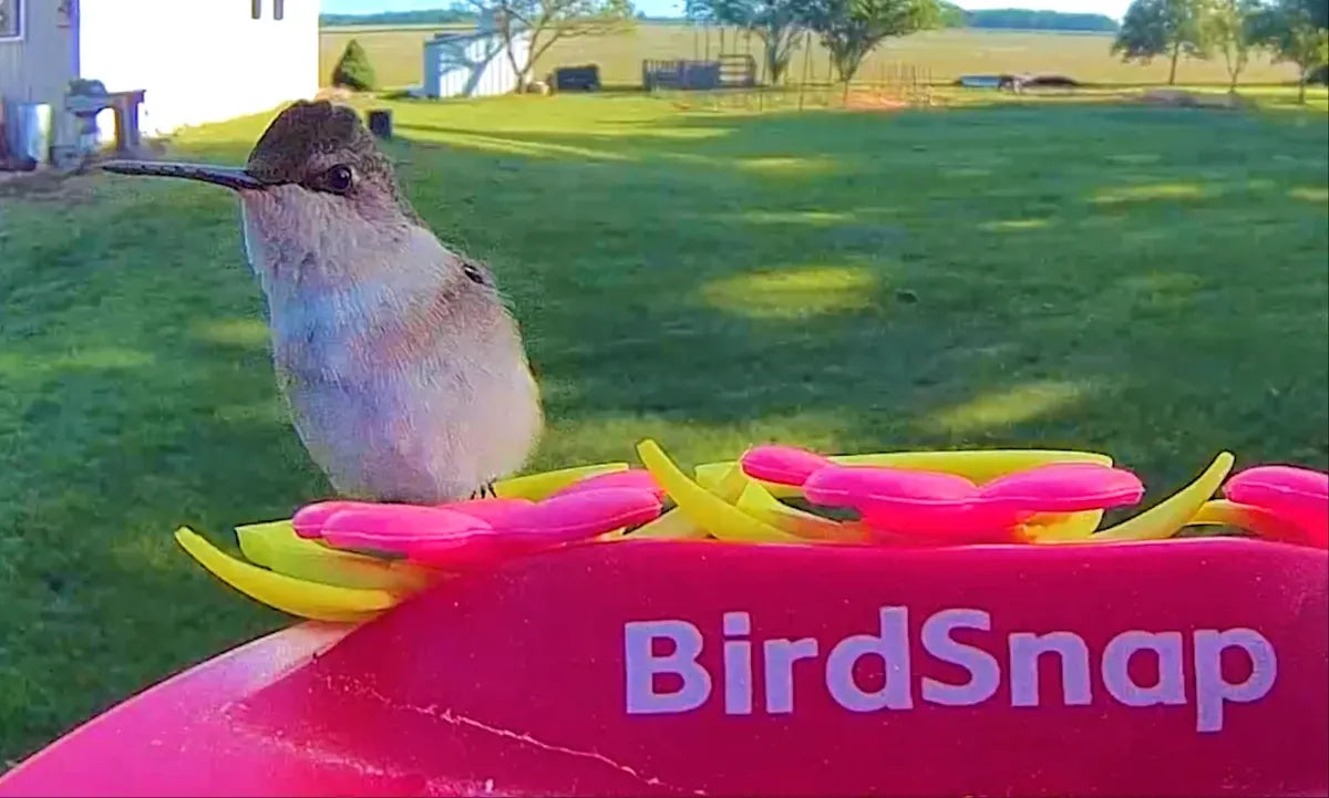 Smart Hummingbird Feeder Buying Guide: What Matters?
