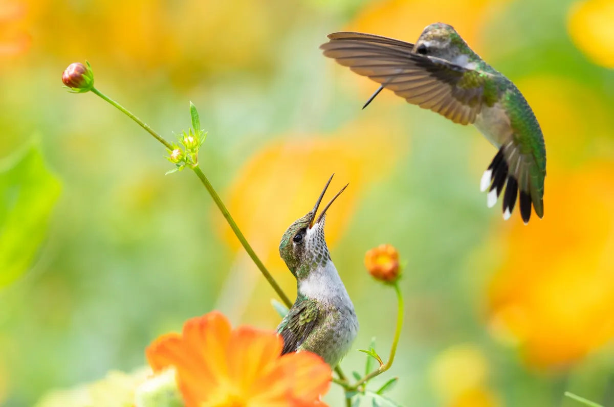 Ruby-throated Hummingbird: Complete Guide to Eastern North America's Most Common Hummingbird