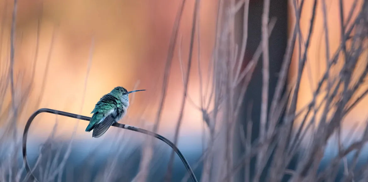 How to Keep a Smart Hummingbird Feeder with Camera from Freezing in Cold Weather