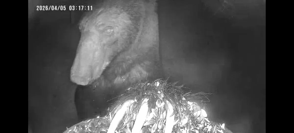 What To Do If Bird Feeders Attract Bears in Late October and November