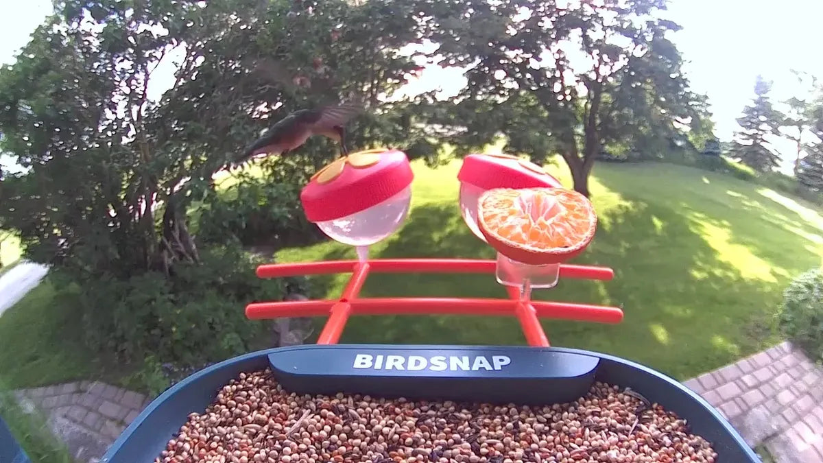 Why Birdsnap P55n AI Free Is the Best Smart Bird Feeder For You
