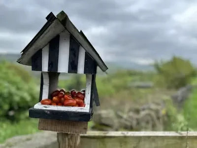 Summer Bird Feeding: Good or Bad? A Complete Guide for Responsible Feeders