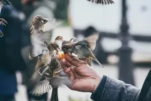 Birdwatching & AI Smart Feeders: A Powerful Solution for the Overlooked Senior Mental Health Crisis