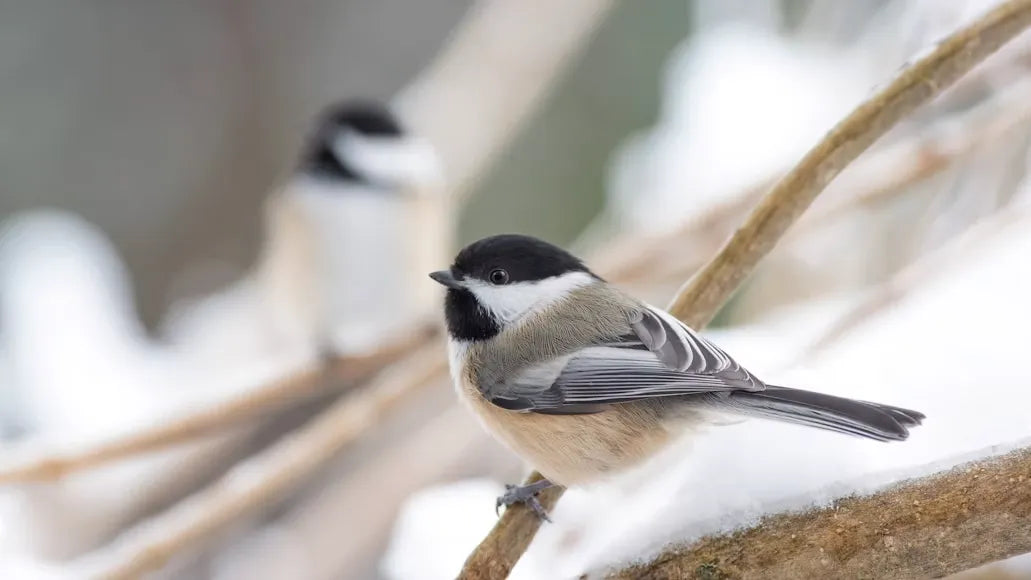 Who Visits and When: Daily Rhythms of Backyard Birds