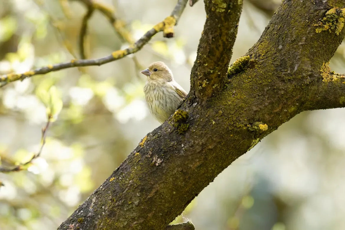 Why Are Fewer Birds Visiting Your Feeder in Summer? 3 Reasons and What You Can Do