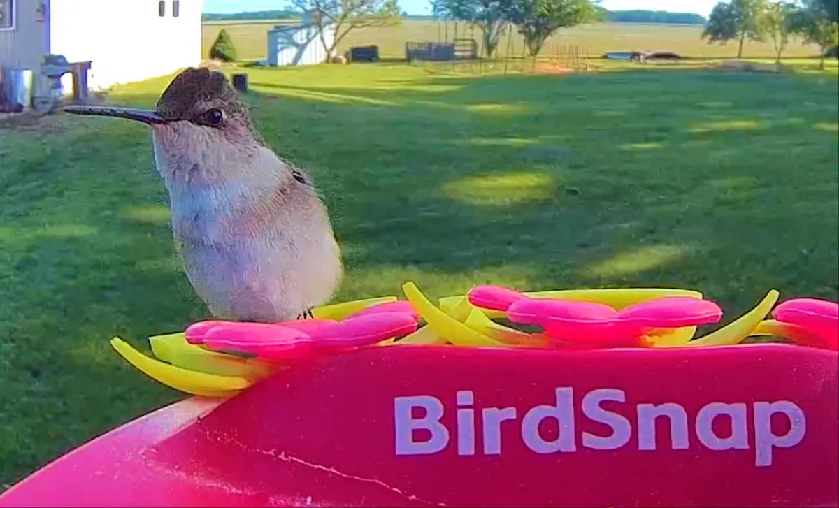 BirdSnap Smart Bird Feeder: The Best Budget Choice for Fall Migration Beginners