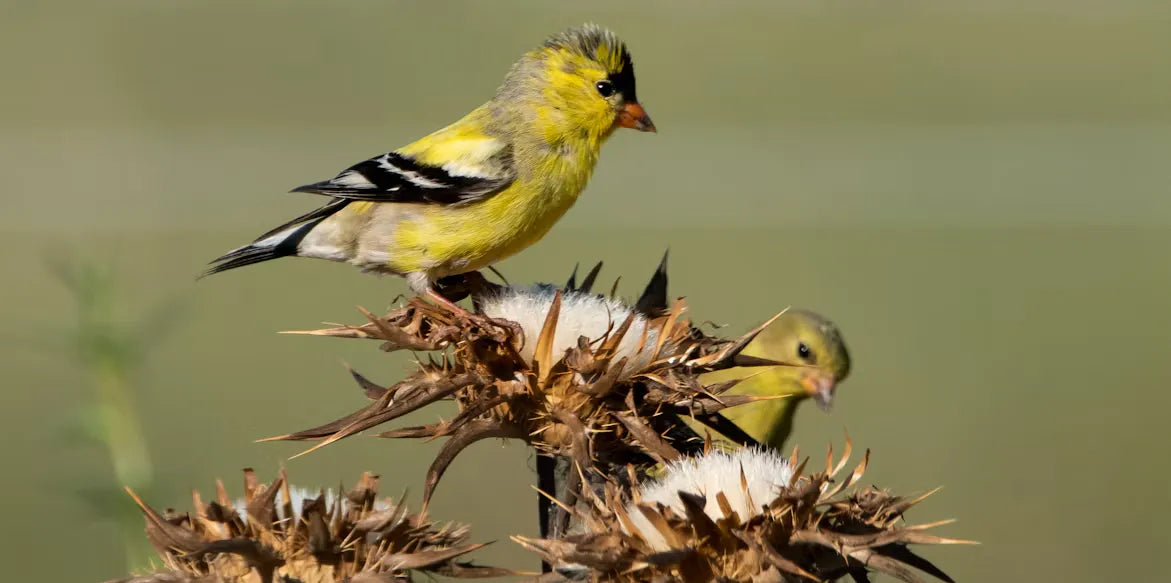 What is The Best Winter Bird Food: Pros and Cons of Every Common Bird Food For 2026 Winter