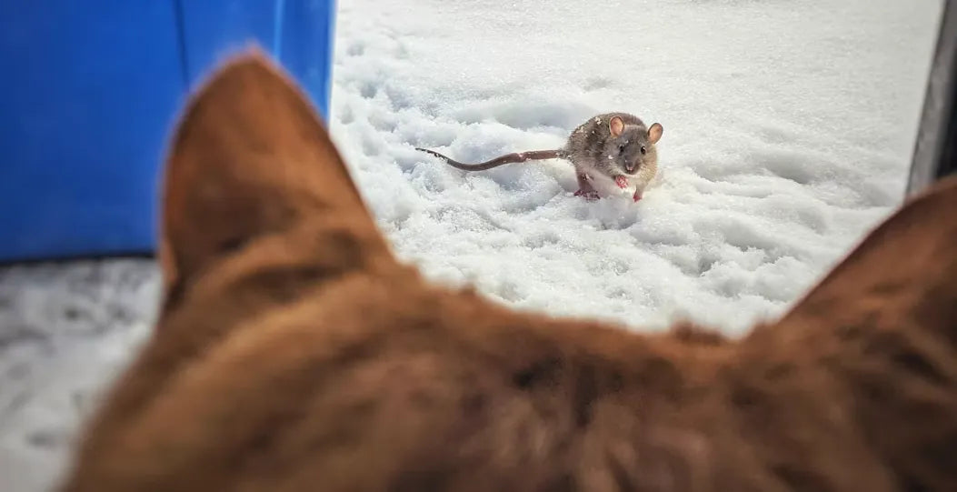 How to Keep Rats Away From Your Birdfeeder Without Harming Birds