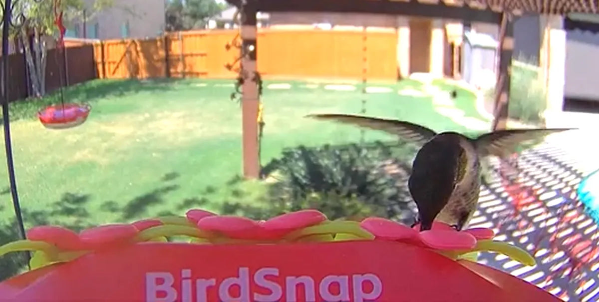 Don’t put your Hummingbird feeders away yet! | BirdSnap