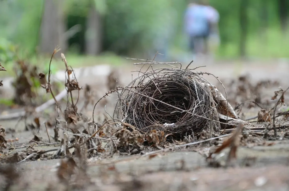 Found a Bird Nest in Your Yard? Everything You Need to Know About Watching and Protecting It