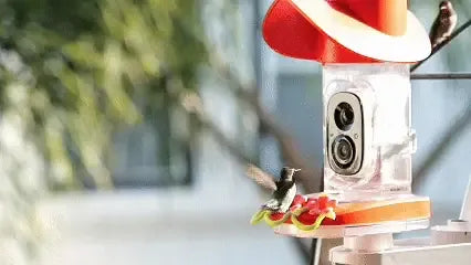 Fall Migration Guide: How to Support More Hummingbirds at Your Feeders