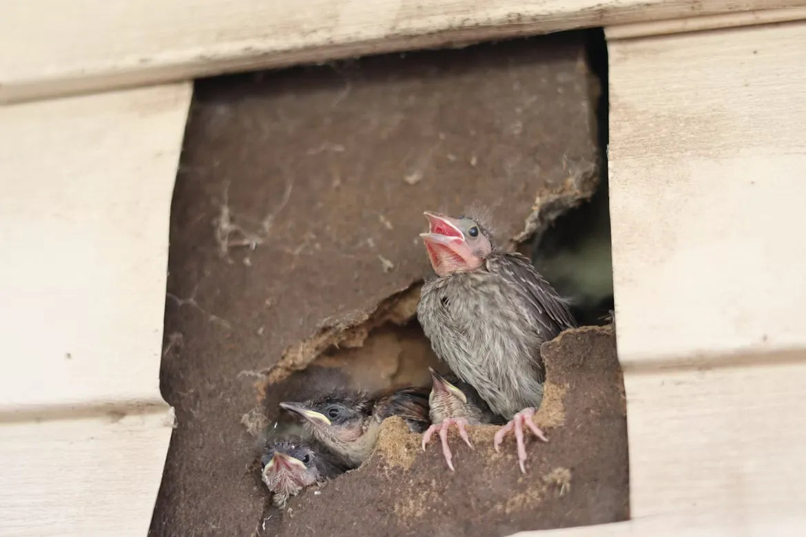 Hidden Bird Nests in Your Backyard: 10 Unexpected Places to Look