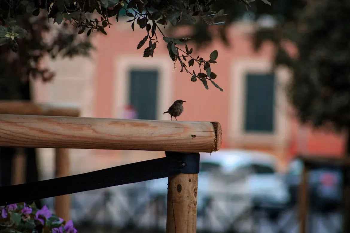 Urban Birdwatching for Beginners: Do I Look Suspicious?