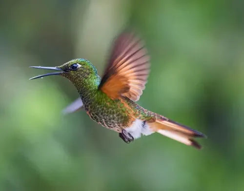 How Hummingbirds Cope with Extreme Heat and How You Can Help