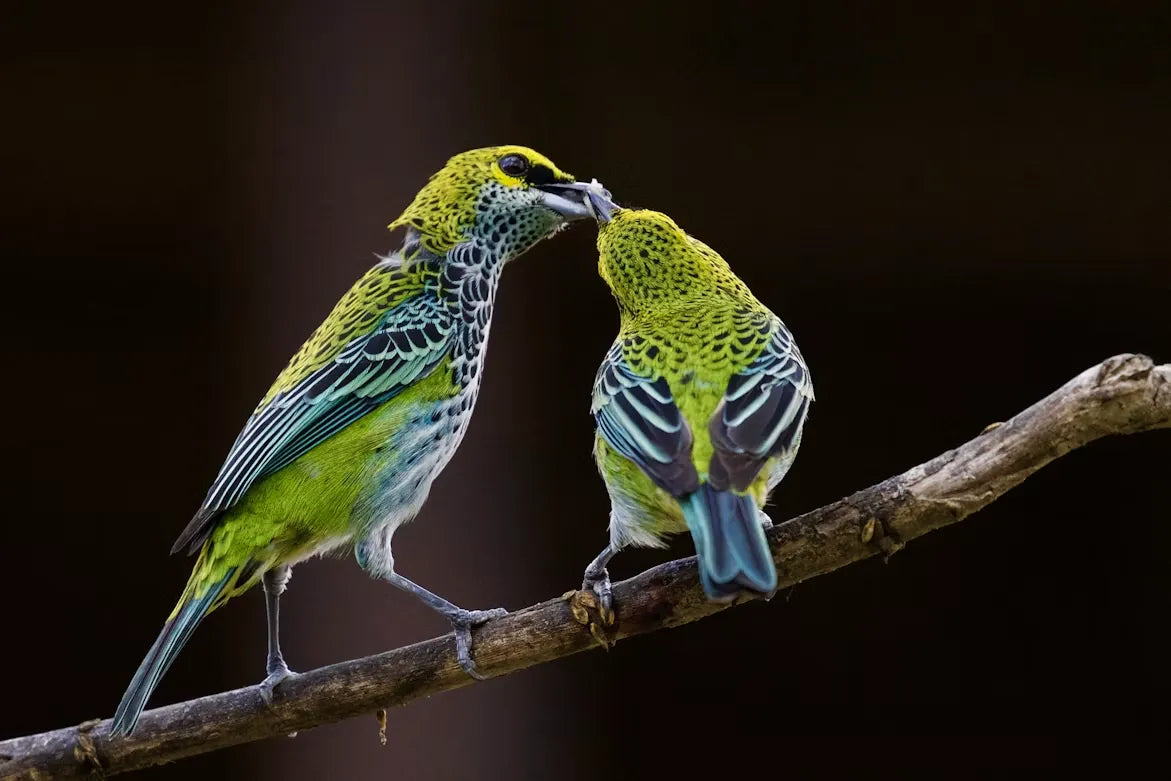 What to Watch for in Summer After Spring Migration Ends: A Beginner's Guide to Breeding Bird Atlas
