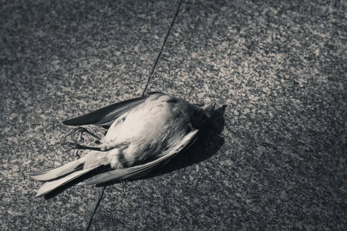 Signs of Heat Stress in Birds and How Can You Take Action