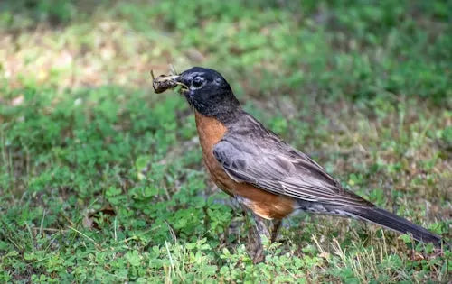 How to Attract Bug-Eating Birds to Your Backyard | BirdSnap