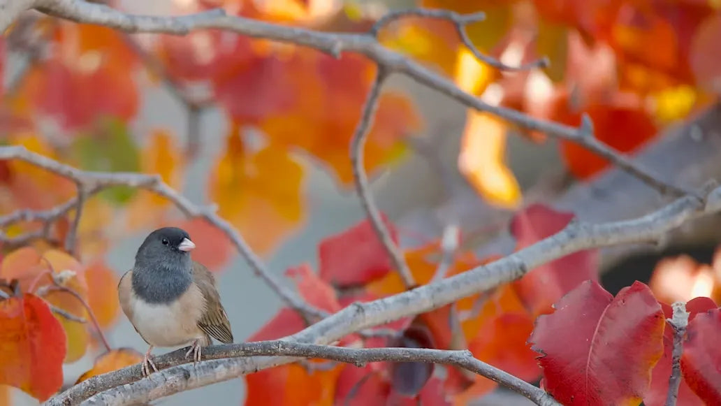 Why Does Fall Migration Seem More Boring Than Spring Migration?