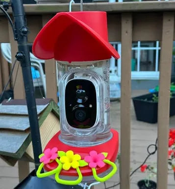You're Probably Making Dangerous Mistakes With Your Hummingbird Feeder. Here's How to Get It Right This Summer.