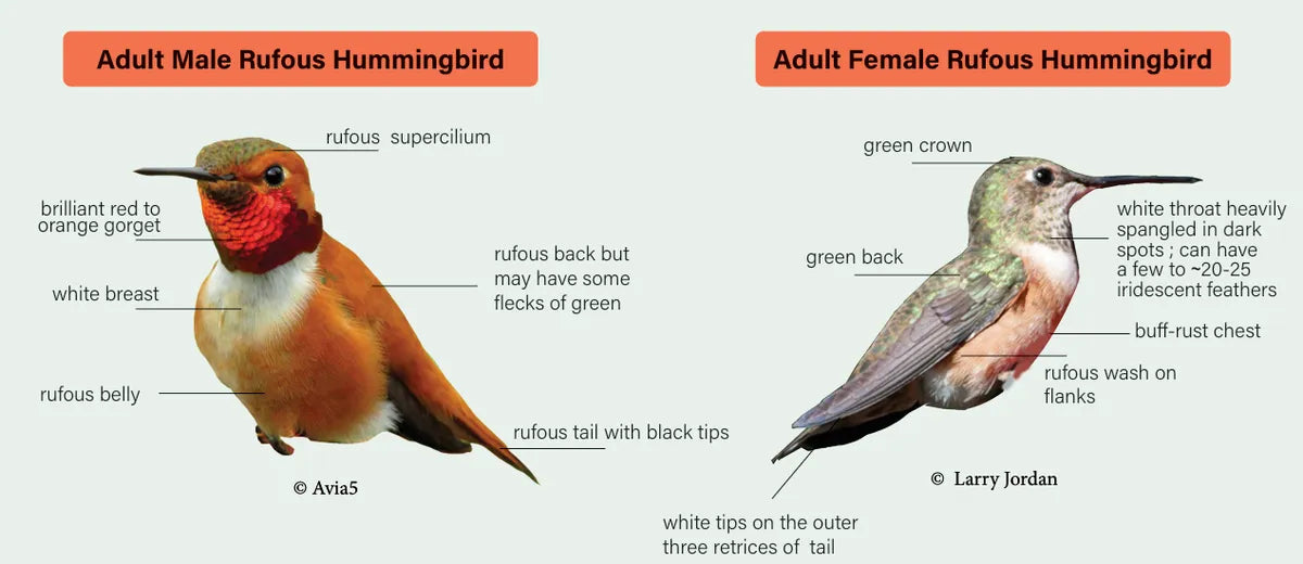 The Complete Guide of Rufous Hummingbird Guide: Migration, Behavior & How to Attract Them